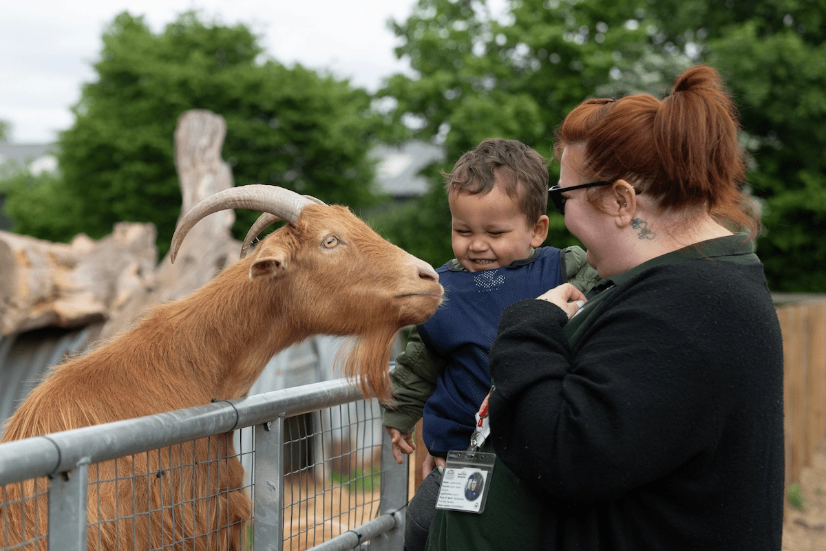 Odds feeding goats